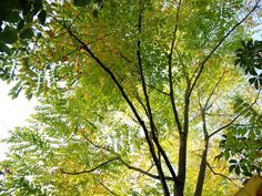 Natural supplements weight loss photo 8