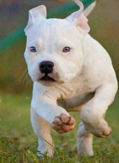 104 best pitbulls so pretty images on pinterest pit bull terriers