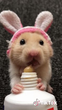 teddy guinea pig teddy guinea pig