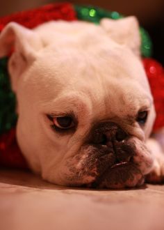 Bulldog Rescue Ontario Man Do I Love Bulldogs Bulldog Rescue