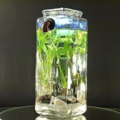 46 Best Betta Fish Tank Ideas Images In 2019 Bowl Self Cleaning Betta Fish Tank A Brilliant Idea No Filters Pumps
