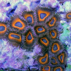 564 best reef images