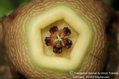 Garcinia chi photo 5