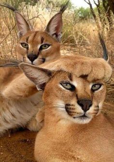 69 Best Caracal Xx Images Big Cats Lynx Tigers