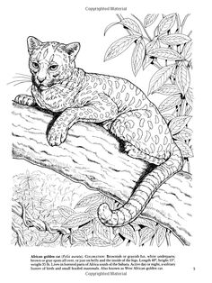 Download 420 Animal Coloring Images 2 Ideas Coloring Pages Animal Coloring Pages Coloring Books