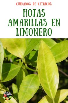 14 Ideas De Limones Limonero Limonero En Maceta Poda De Arboles Frutales