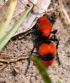 11 best vealvet ant