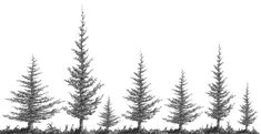 drawspacecom squirkle a realistic spruce tree drawings