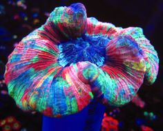 40 best saltwater fish
