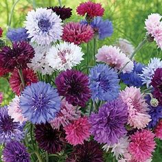 2,500 Bulk Seeds CORNFLOWER BACHELOR BUTTON RED Centaurea Cyanus