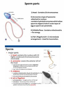 Hot Nude - Where is the sperm maturation site sperm site Where maturation is the