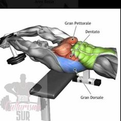 dumbbell pullover muscles worked dumbbell pullover muscles worked