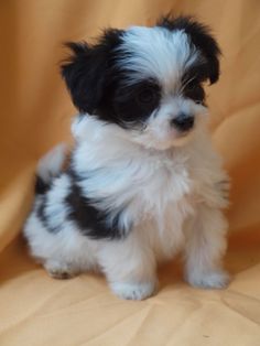 109 Best Papitese Images In 2019 Doggies Maltese Mix Papillon Maltese