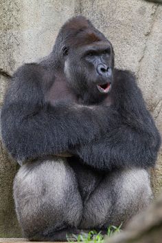 45 best harambe images on pinterest monkey cousins and monkeys