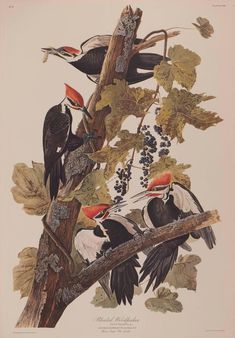 No.251 Brown Pelican Audubon Print Repro Havell Edition Double Elephant Folio