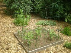 Garden Ideas To Keep Animals Out hinged cover to keep out animals - also makes a good frame to Garden Ideas To Keep Animals Out hinged cover to keep out animals - also makes a good frame to