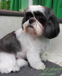 Image Result For Male Shih Tzu Hair Styles Shih Tzu Grooming