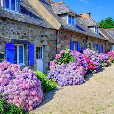 Lot de 50 graines dhortensia bleues de fleurs dhortensia de jardin de cour en pot de graines rares bleu de bonsaï Lot de 50 graines dhortensia bleues de fleurs dhortensia de jardin de cour en pot de graines rares bleu de bonsaï