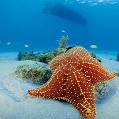 15 best aqua life