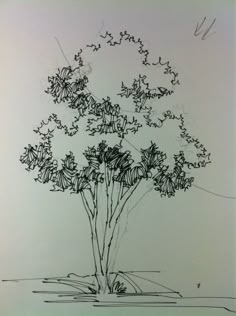 Architecture Drawing Of Trees pictures of trees drawing | jmariemi: how to draw a tree | pen Architecture Drawing Of Trees pictures of trees drawing | jmariemi: how to draw a tree | pen