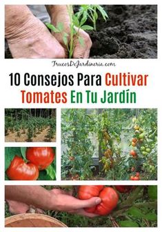 43 Ideas De Seed Cultivo De Plantas Jardín De Vegetales Jardineria Y Plantas