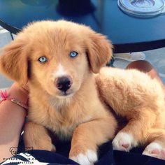 australian shepherd with german shepherd golden retriever german shepherd and australian shepherd mix australian shepherd with german shepherd golden retriever german shepherd and australian shepherd mix