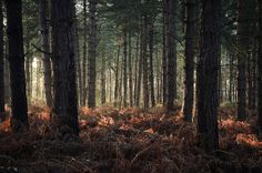 Lakenheath randevú