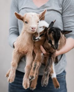 350 Idees De Chevres Bebe Chevre Bebes Animaux Animaux 350 Idees De Chevres Bebe Chevre Bebes Animaux Animaux