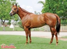 247 mejores imágenes de Caballos cuarto de milla en 2019 | Caballos ... 247 mejores imágenes de Caballos cuarto de milla en 2019 | Caballos ...