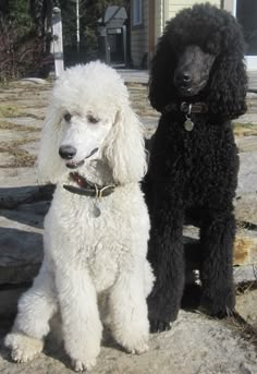 10 Meilleures Idees Sur Caniche Royal Noir Caniche Royal Noir Caniche Royal Caniche 10 Meilleures Idees Sur Caniche Royal Noir Caniche Royal Noir Caniche Royal Caniche