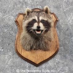 11476 e novelty cracker jack raccoon life size taxidermy mount raccoon size