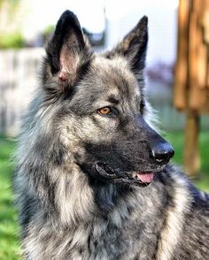 Shiloh Shepherd Dog, German Shepherd Puppies, Australian Shepherd, Silver German Shepherd, Shiloh Shepard, Shiloh Dog, Border Collie, Guard Dog Breeds