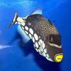 10 best angel fish