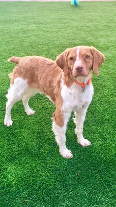 Brittany Dog For Adoption In Curwensville Pa Adn 584442 On Brittany Dog For Adoption In Curwensville Pa Adn 550873 On Puppyfinder
