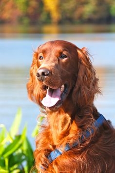 Hepatic Dog Food Recipes Hepatic Dog Food Recipes