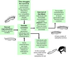 Natural selection essay