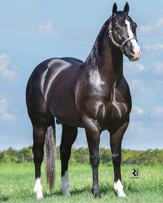 247 mejores imágenes de Caballos cuarto de milla en 2019 | Caballos ... 247 mejores imágenes de Caballos cuarto de milla en 2019 | Caballos ...