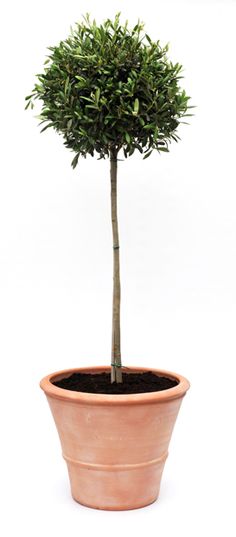 115 Best Trees In Pots Images Potted Garden Small Olive Tree In Pot My Want Of The Week Front Parion Wall