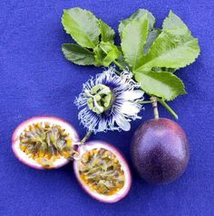 Passion Flower Blue Passion Flower Unusual Flowers Flower Seeds