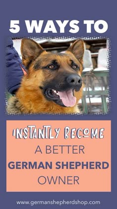 Apartment Living Wit With A German Shepherd Is Just Learn How To Become A Better German Shepherd Owner With These 5 Tips
