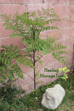 Moringa zur Gewichtsreduktion Yahoo