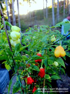 Chinense Trinidad Beans Pepper Seeds,Very rare and hot Very Productive. C