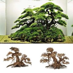 28 best driftwood for