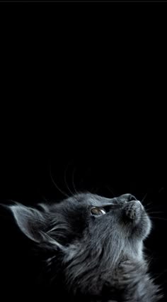 12 Best Kitten Wallpaper Images Fluffy Kittens Adorable Animals