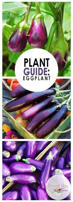 Eggplant Black Tasty Natural Healthy Nutritious Vegetable Garden Seeds 100 PCS