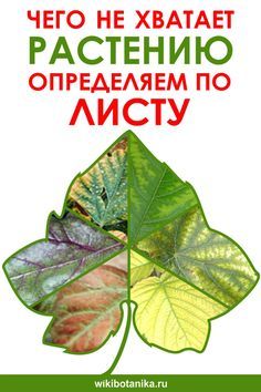 Таблица нехватки элементов конопли Таблица нехватки элементов конопли адблок для тор браузера gydra