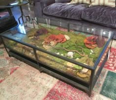 The 33 Best Shadow Box Coffee Table Images On Pinterest Shadow Box Coffee Table Four Hands Is Made From Solid Br And Iron Gl Opens To Allow For Stunning Display Cover Bottom On Sand My Shells