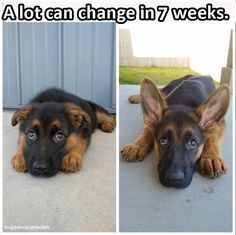 The Best Part Of A Shepard Pup Is At The Bat Ear Stage