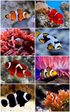 95 best clownfish images