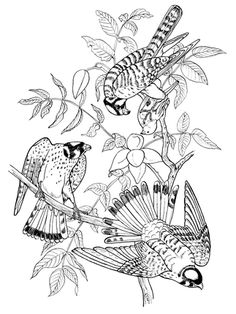 Three Sparrow Hawk On Tree Coloring Page From American Kestrel Category Select 30198 Printable Crafts Of Cartoons Nature Animals Bible And Many